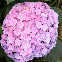 Touchhealthy Supply Hydrangea Seedling/Hydrangea Macrophylla Seedling