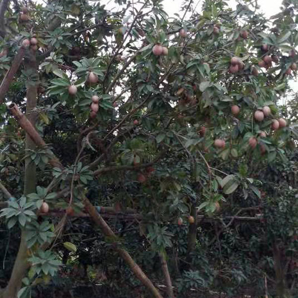 Touchhealthy Supply Sapodilla Seedling/Naseberry Seedling