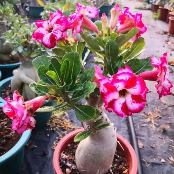 Touchhealthy Supply Adenium Obesum Seedling/Desert Rose Seedling