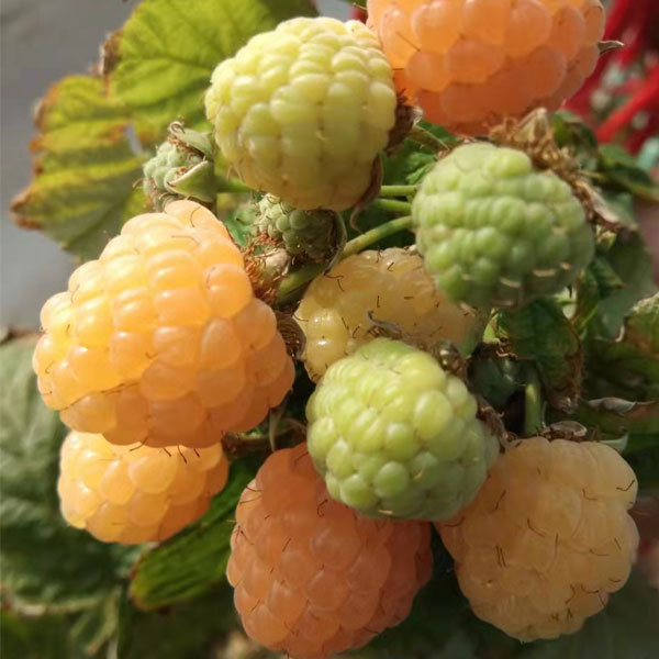 Touchhealthy Supply Yellow Raspberry Seedlings