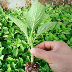 Touchhealthy Supply Hydrangea Seedling/Hydrangea Macrophylla Seedling