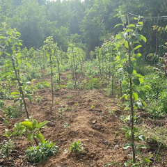 Touchhealthy Supply Red FUJI Apple Seedlings