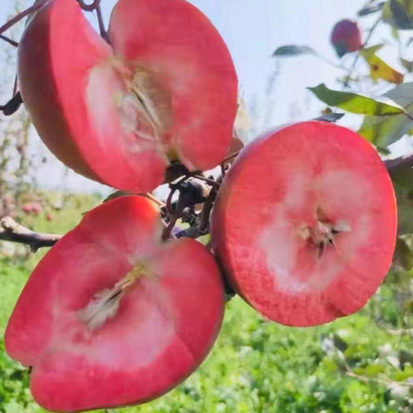 Touchhealthy Suply Red Love Apple Seedlings
