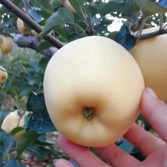 Touchhealthy Supply Golden Apple Seedlings/Venus Apple Roots
