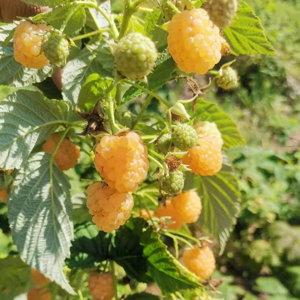 Touchhealthy Supply Yellow Raspberry Seedlings