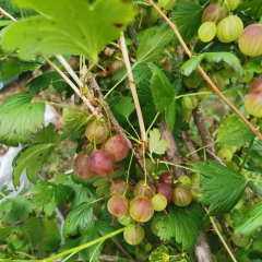 Touchhealthy Supply Physali Alkekengi Seedling/Cape Gooseberry Seedling/Physalis Peruviana Seedling