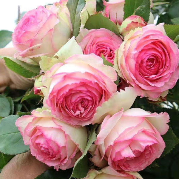 Touchhealthy Supply Rosa Multiflora Seedling/Climbing Rose Seedling