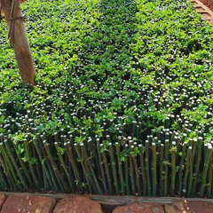 Touchhealthy Supply Rosa Multiflora Seedling/Climbing Rose Seedling