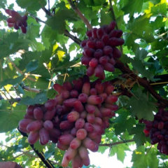 Touchhealthy Supply Lady Finger Raisin Seedlings/Grape Seedlings