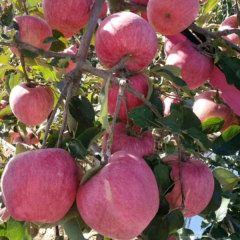 Touchhealthy Supply Red FUJI Apple Seedlings