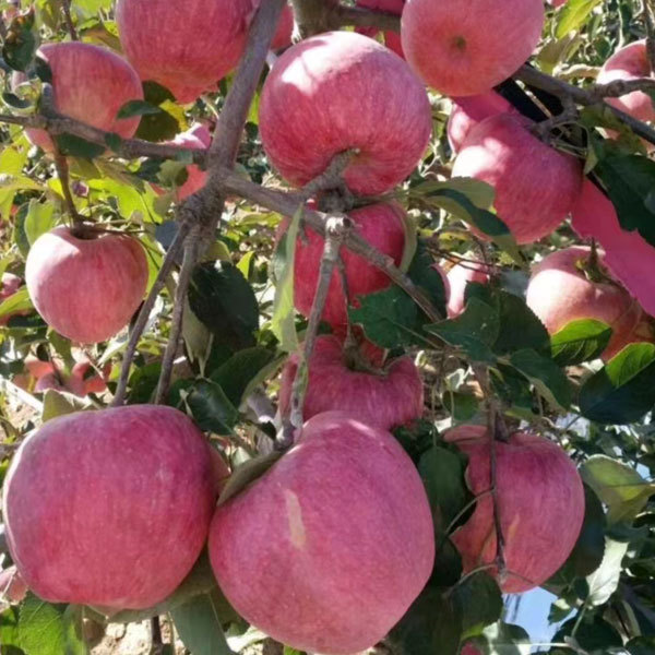 Touchhealthy Supply Red FUJI Apple Seedlings