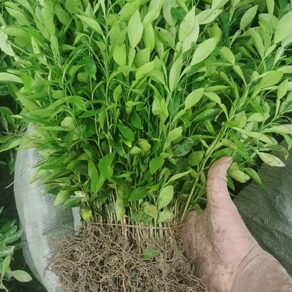 Touchhealthy Supply Sweet Orange Seedlings/Navel orange seedlings