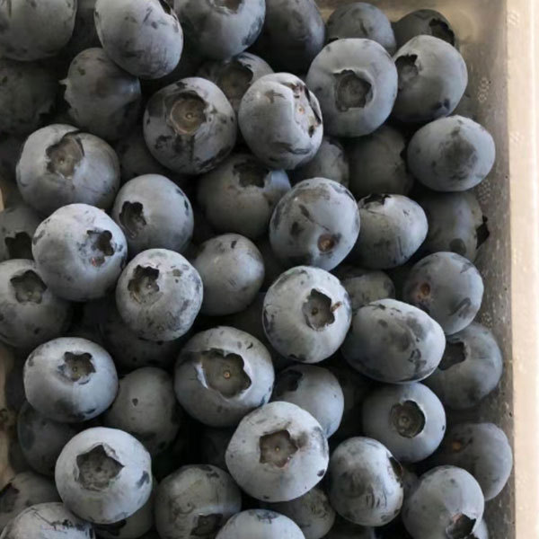 Touchhealthy Supply Blueberry Seedlings