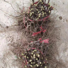 Touchhealthy Supply Sweetness Sun Rose Grape Seedlings