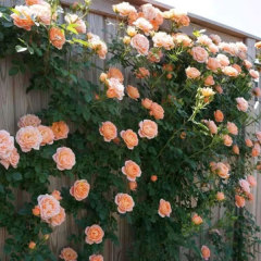 Touchhealthy Supply Rosa Multiflora Seedling/Climbing Rose Seedling
