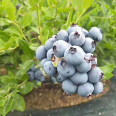 Touchhealthy Supply Blueberry Seedlings