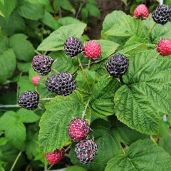 Touchhealthy Supply Black Raspberry Seedlings