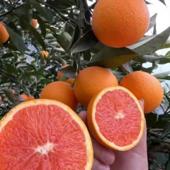 Touchhealthy Supply Red Orange Seedlings