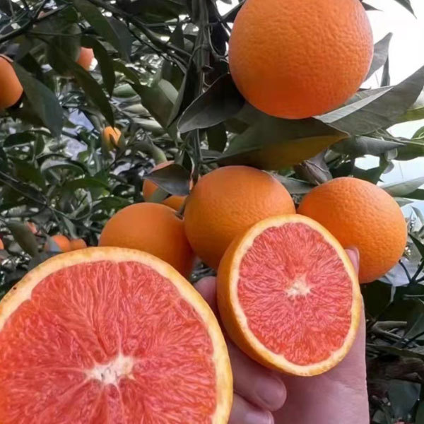 Touchhealthy Supply Red Orange Seedlings