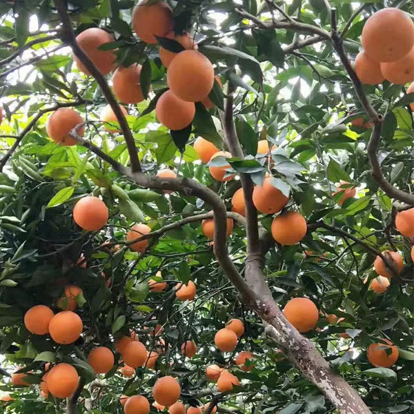Touchhealthy Supply Red Orange Seedlings