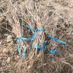 Touchhealthy Supply Sweetness Sun Rose Grape Seedlings