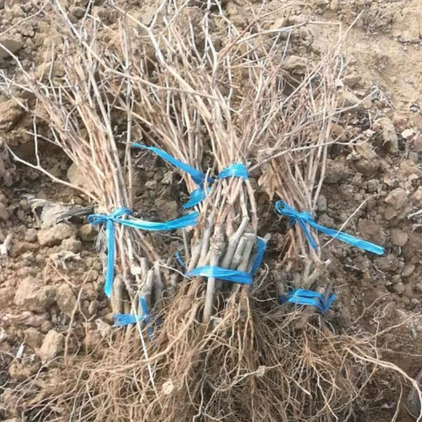 Touchhealthy Supply Sweetness Sun Rose Grape Seedlings