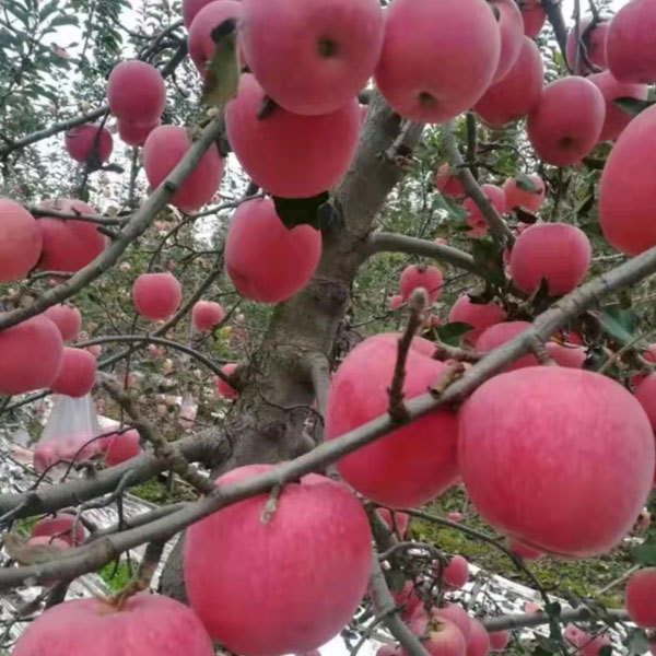 Touchhealthy Supply Red FUJI Apple Seedlings
