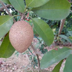 Touchhealthy Supply Sapodilla Seedling/Naseberry Seedling