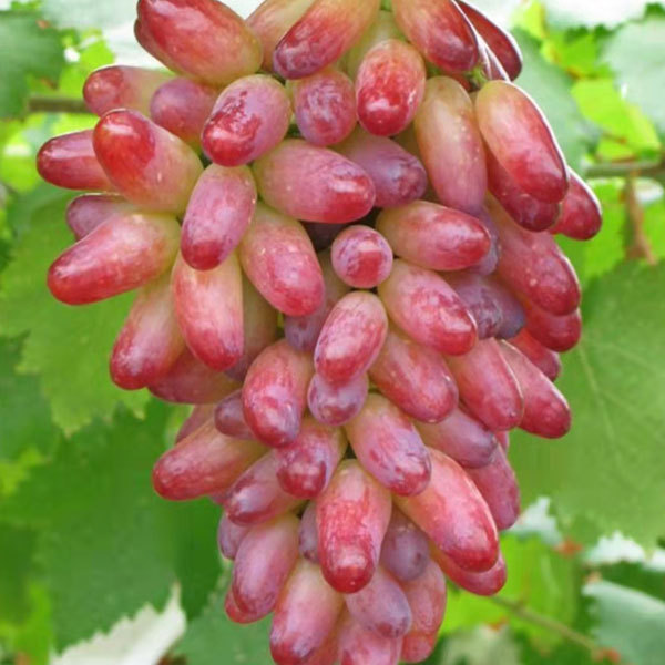 Touchhealthy Supply Lady Finger Raisin Seedlings/Grape Seedlings