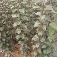 Touchhealthy Supply Golden Apple Seedlings/Venus Apple Roots