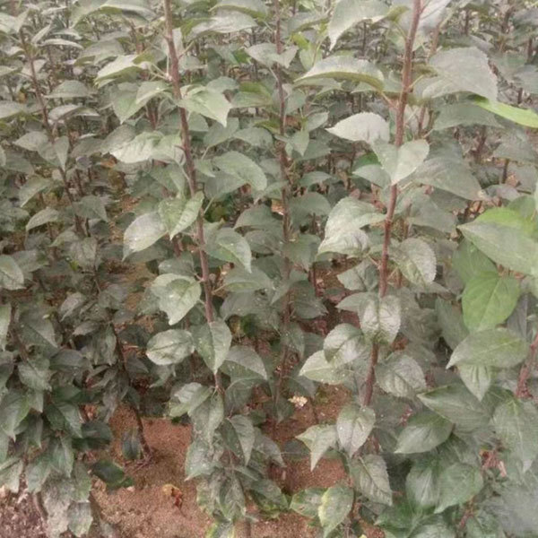 Touchhealthy Supply Golden Apple Seedlings/Venus Apple Roots