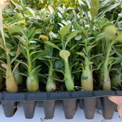 Touchhealthy Supply Adenium Obesum Seedling/Desert Rose Seedling