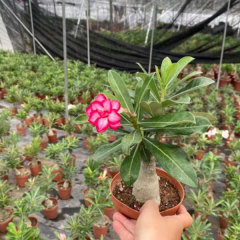 Touchhealthy Supply Adenium Obesum Seedling/Desert Rose Seedling