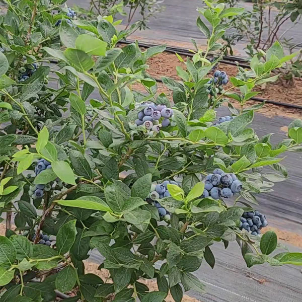 Touchhealthy Supply Blueberry Seedlings