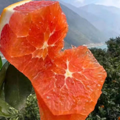 Touchhealthy Supply Red Orange Seedlings