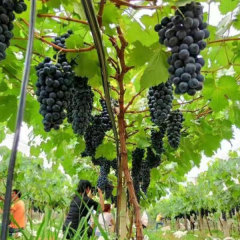 Touchhealthy Supply Xiahei Grape Seedling/ Purple Grape Seedlings