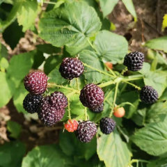 Touchhealthy Supply Black Raspberry Seedlings