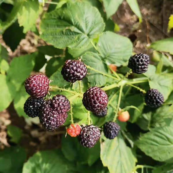 Touchhealthy Supply Black Raspberry Seedlings