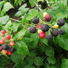 Touchhealthy Supply Black Raspberry Seedlings