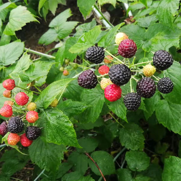 Touchhealthy Supply Black Raspberry Seedlings