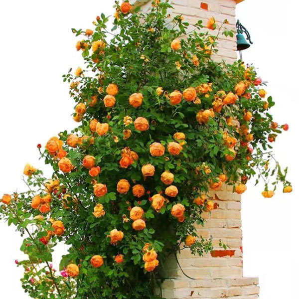 Touchhealthy Supply Rosa Multiflora Seedling/Climbing Rose Seedling