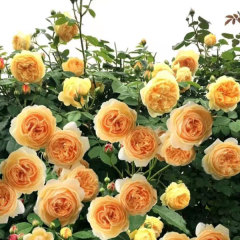 Touchhealthy Supply Rosa Multiflora Seedling/Climbing Rose Seedling