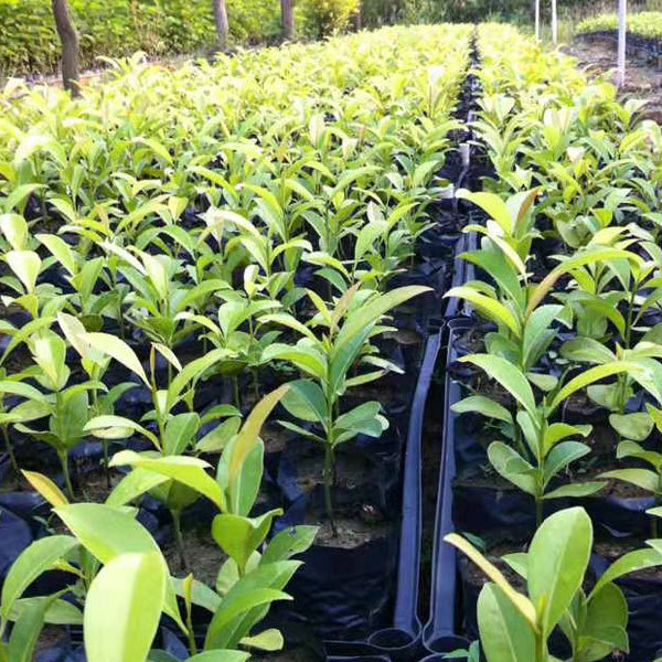 Touchhealthy Supply Sapodilla Seedling/Naseberry Seedling