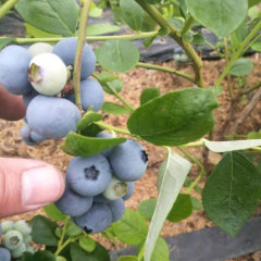 Touchhealthy Supply Blueberry Seedlings
