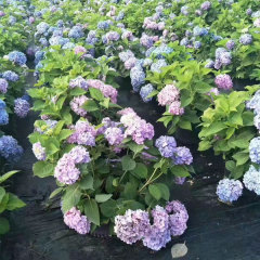 Touchhealthy Supply Hydrangea Seedling/Hydrangea Macrophylla Seedling