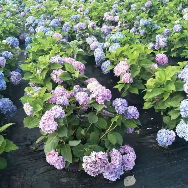 Touchhealthy Supply Hydrangea Seedling/Hydrangea Macrophylla Seedling