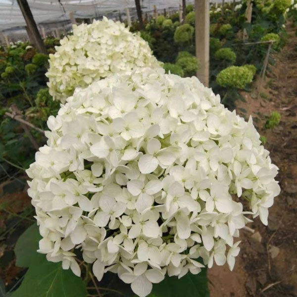 Touchhealthy Supply Hydrangea Seedling/Hydrangea Macrophylla Seedling