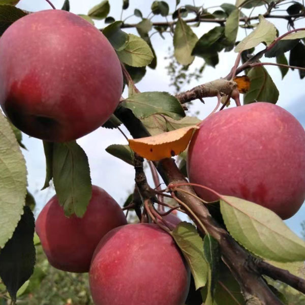 Touchhealthy Suply Red Love Apple Seedlings