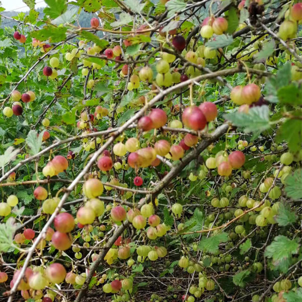 Touchhealthy Supply Physali Alkekengi Seedling/Cape Gooseberry Seedling/Physalis Peruviana Seedling