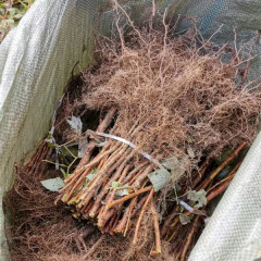 Touchhealthy Supply Red Raspberry Seedlings